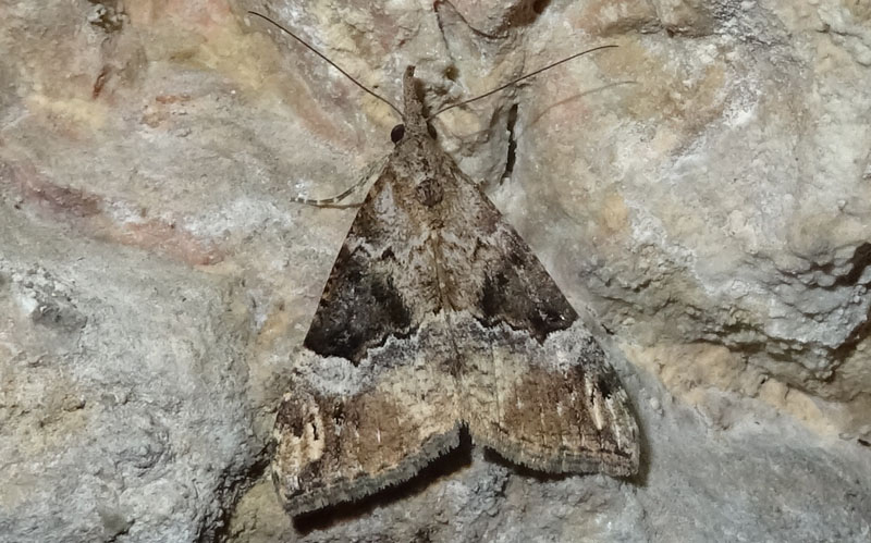 Hypena obsitalis - Erebidae